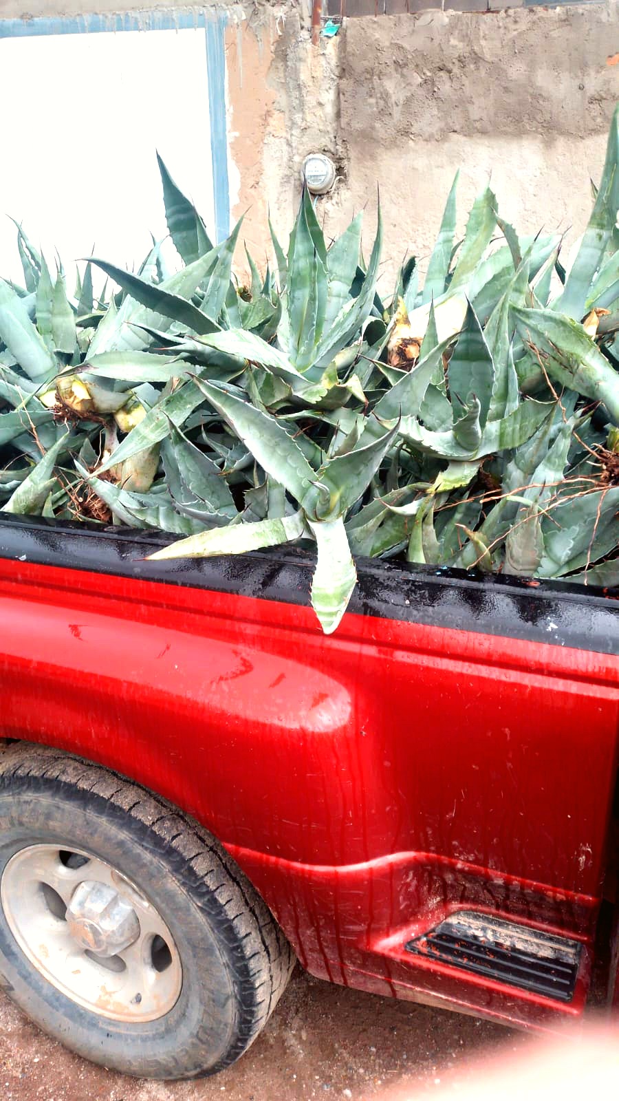 Plantas de maguey cargadas para entrega