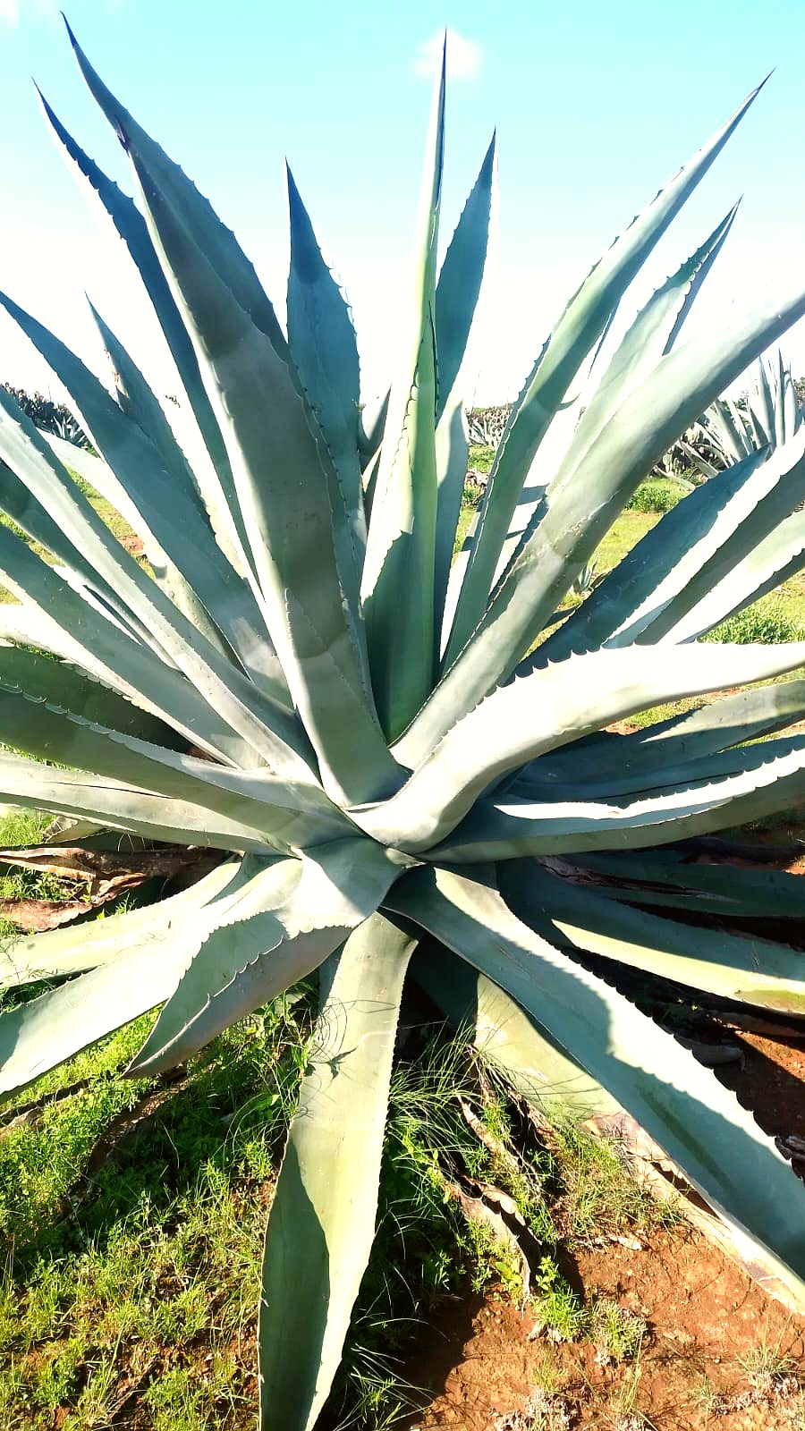 Planta adulta de maguey