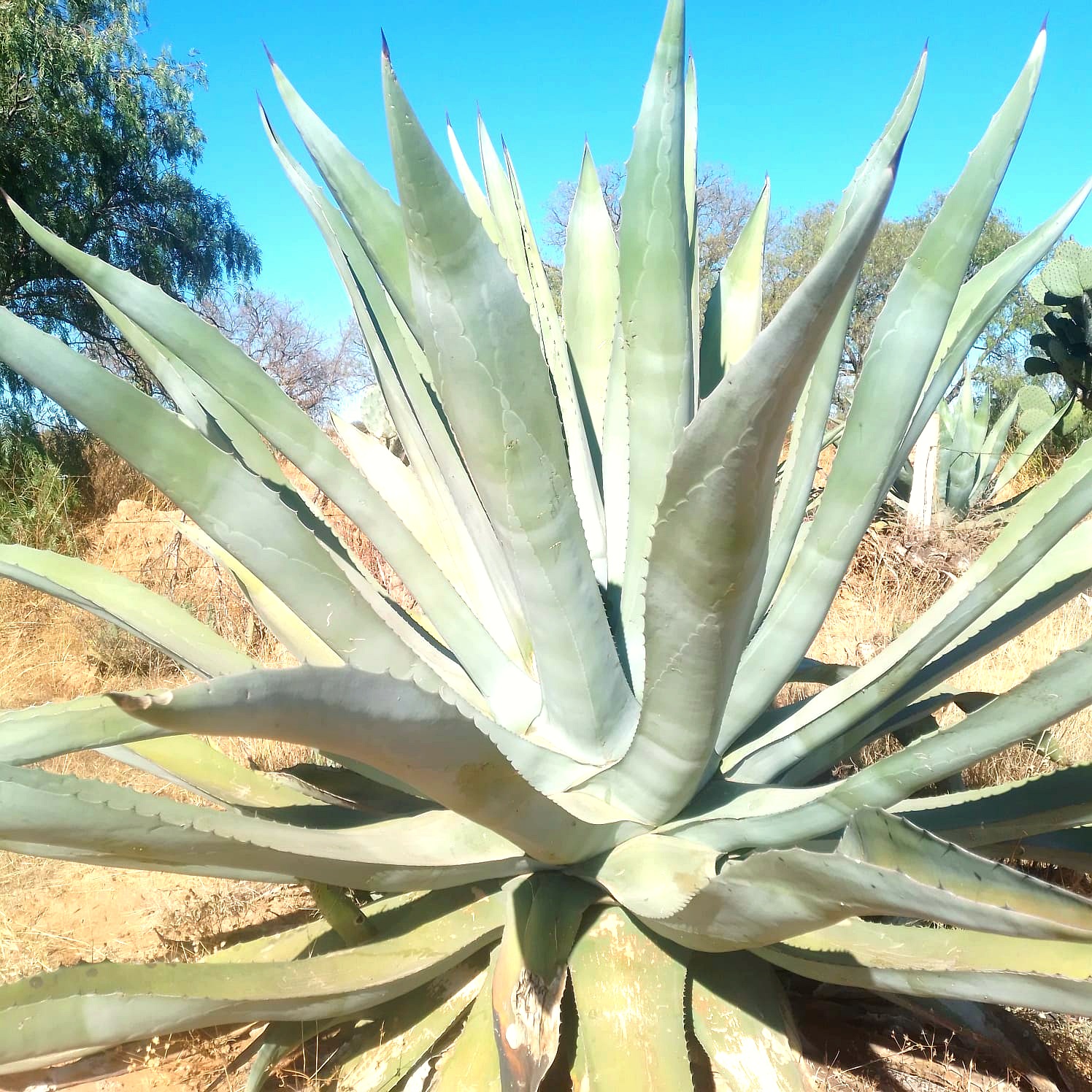 Planta de Maguey