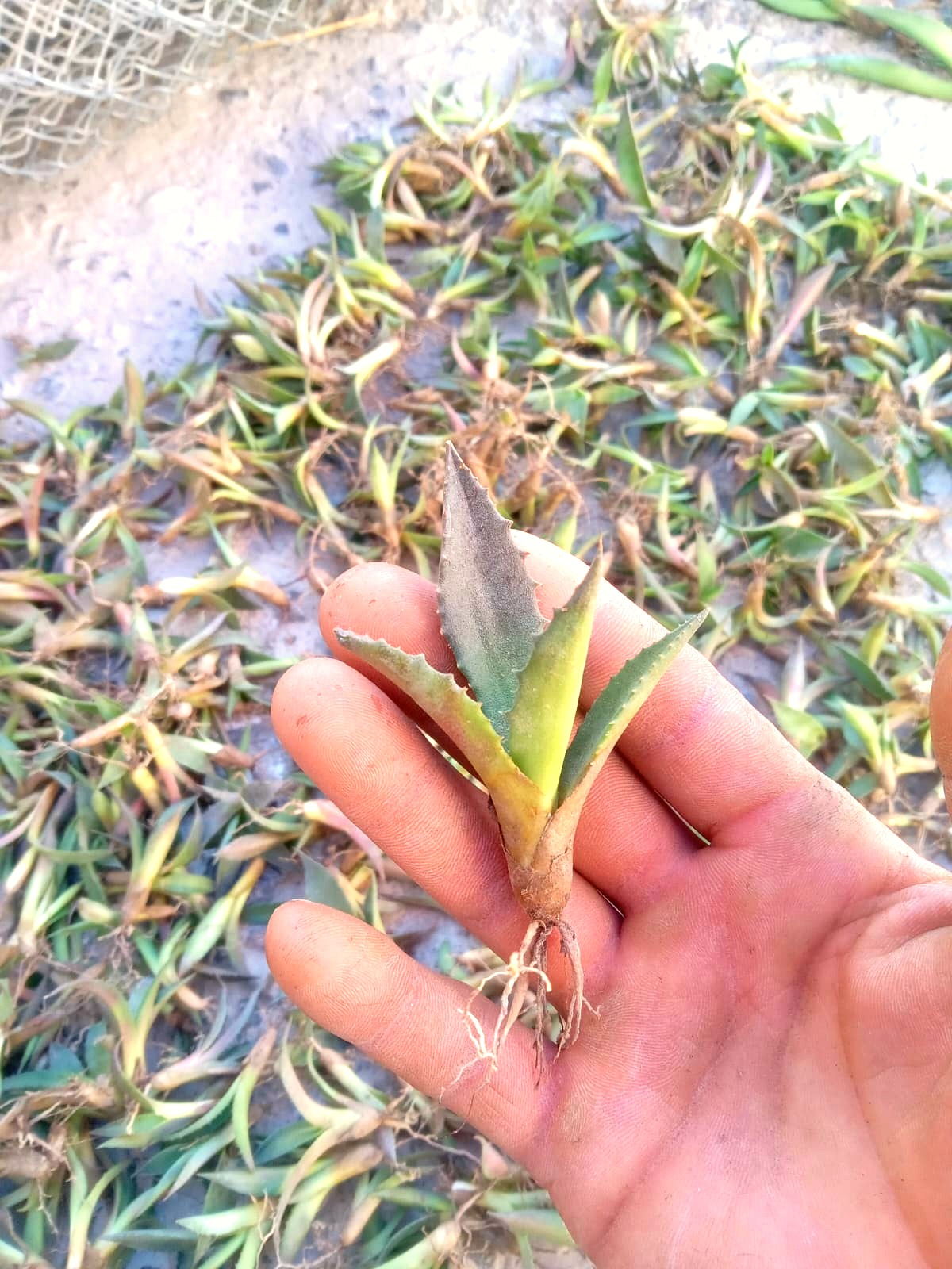 Plántula de maguey