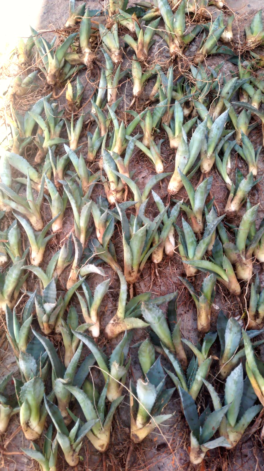 Plántulas de maguey listas para recolectar