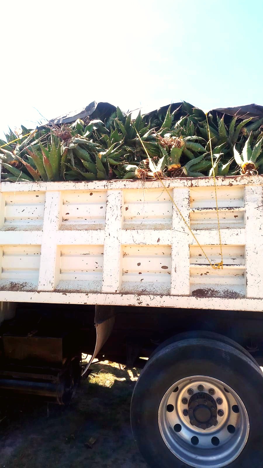 Camioneta cargada de plantas de maguey