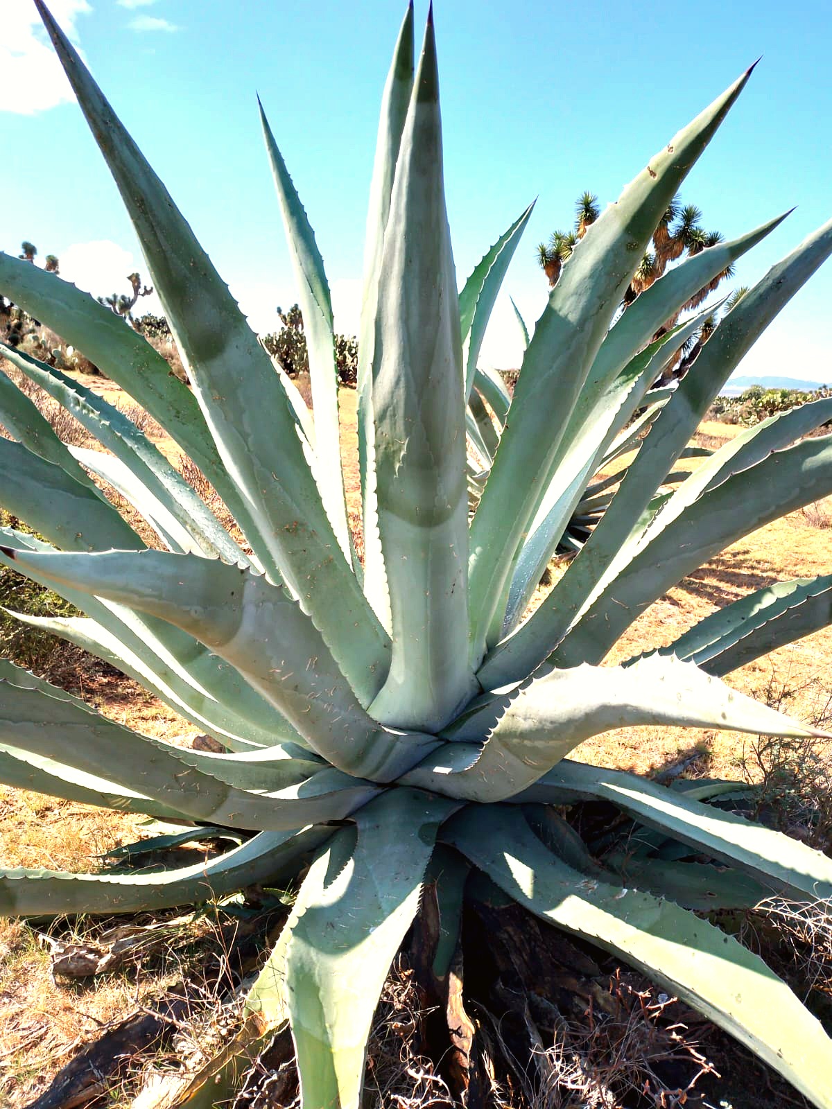 Planta joven de maguey