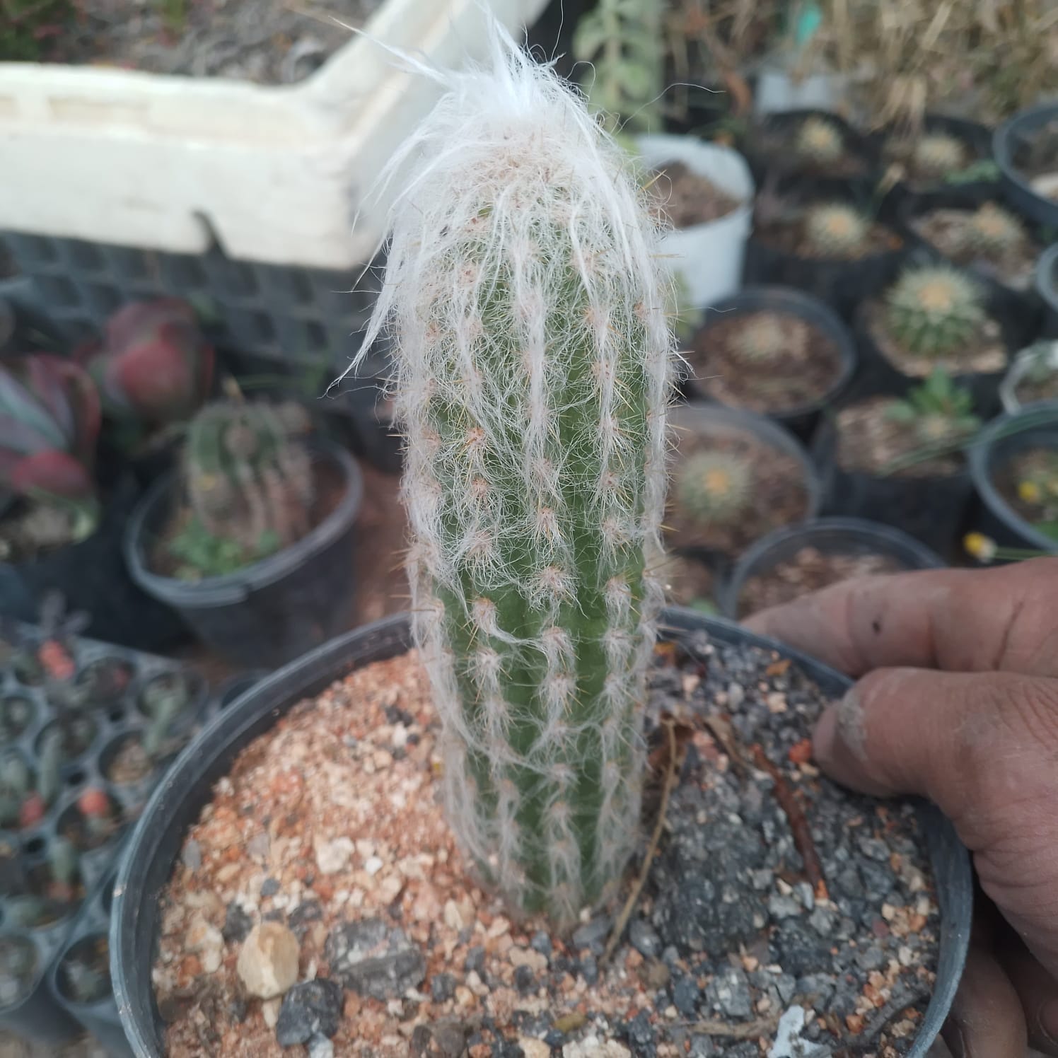 Cephalocereus senilis — cactus viejito