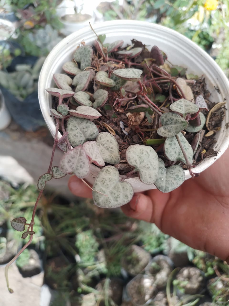 Ceropegia — String of Hearts