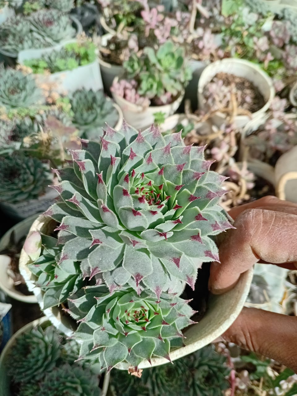 Suculentas y Cactus