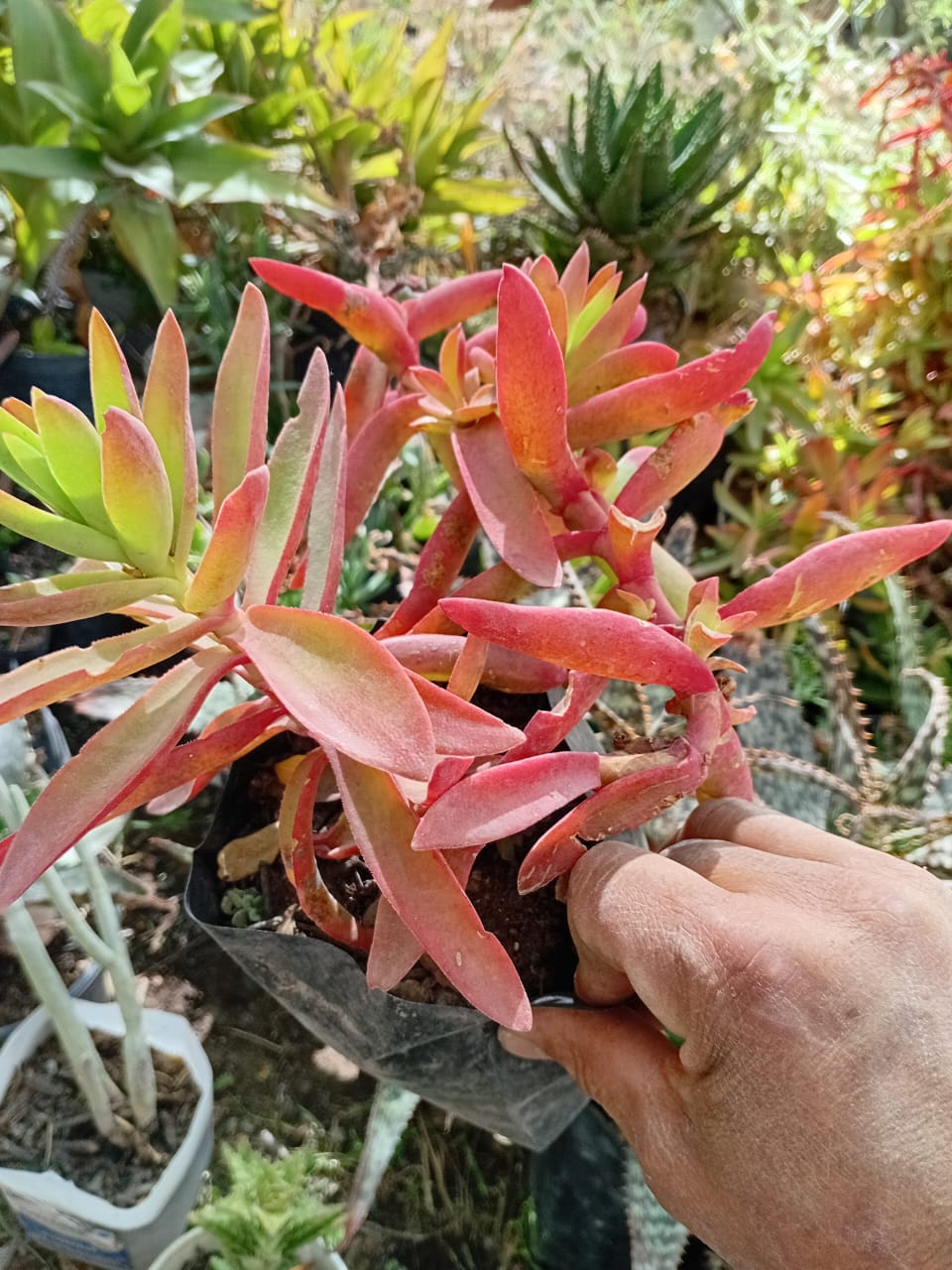 Graptoveria Debbi — roseta lila