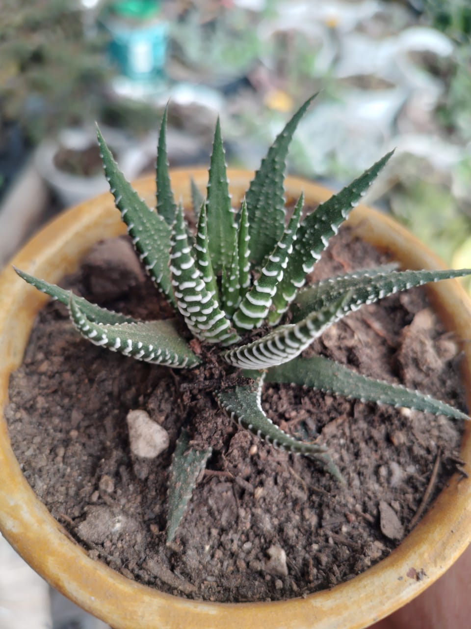 Haworthia fasciata — cebra