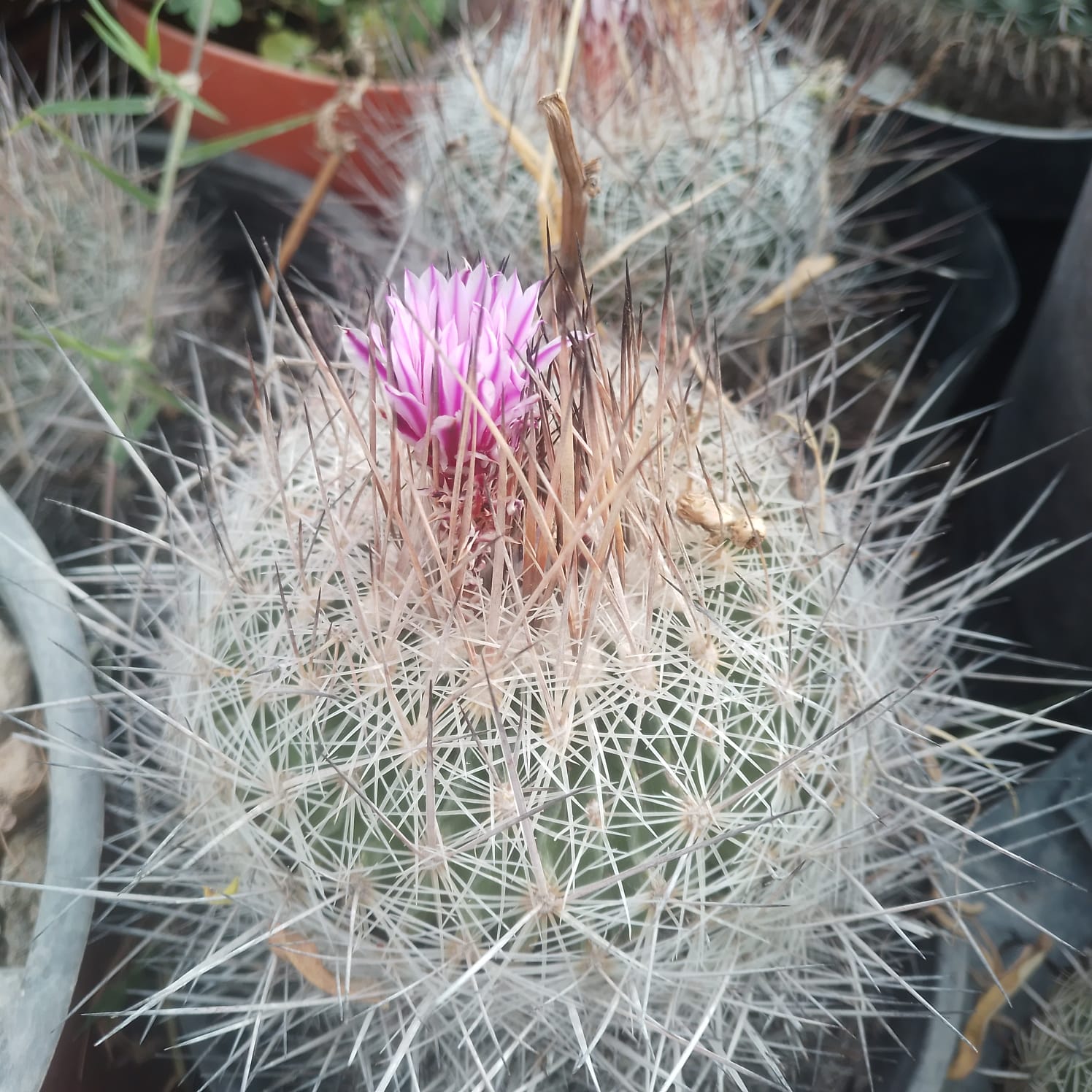 Mammillaria — corona de flores rosas